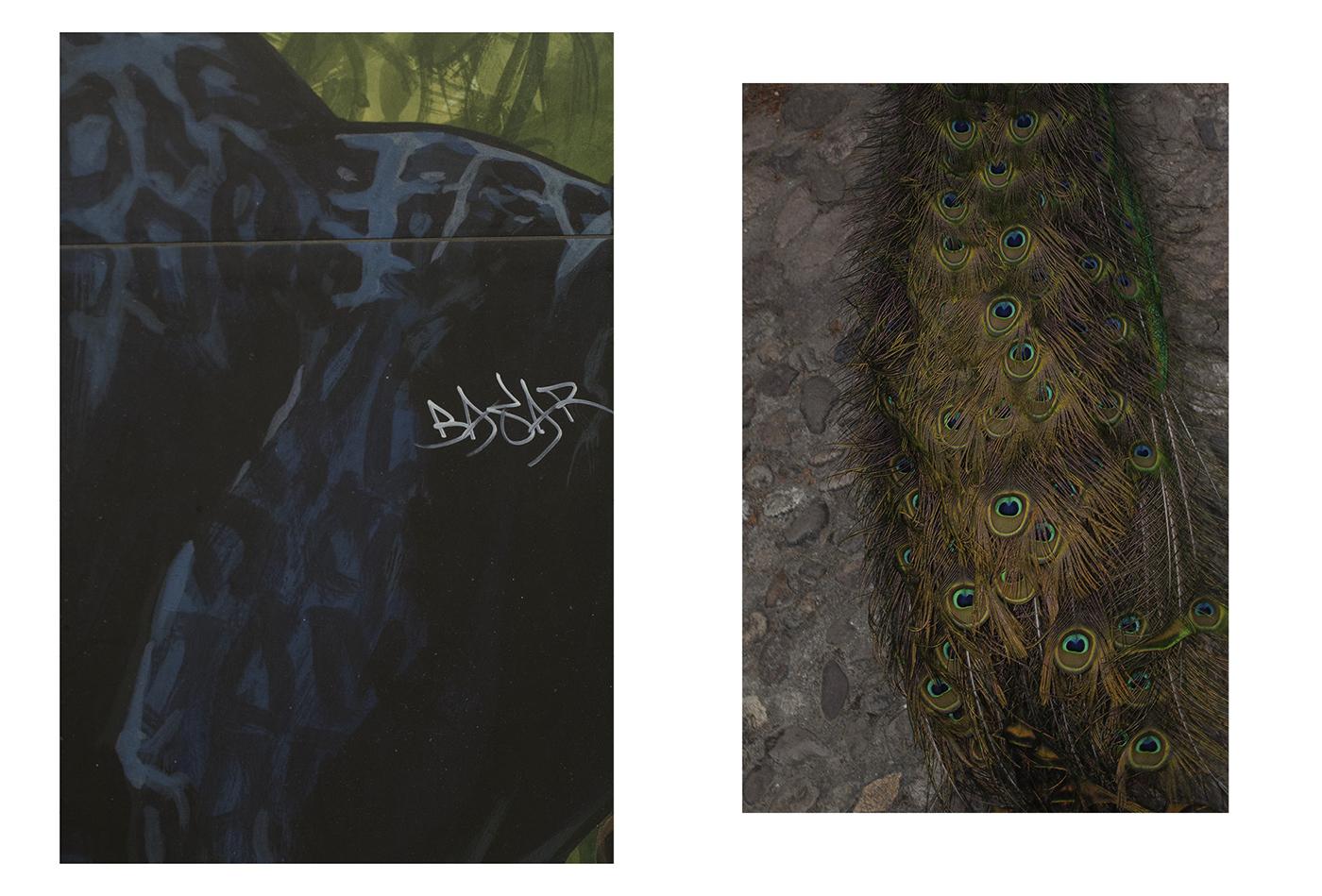 slanted-books-paul-hutchinson-wildlife-photography-bildband image 2