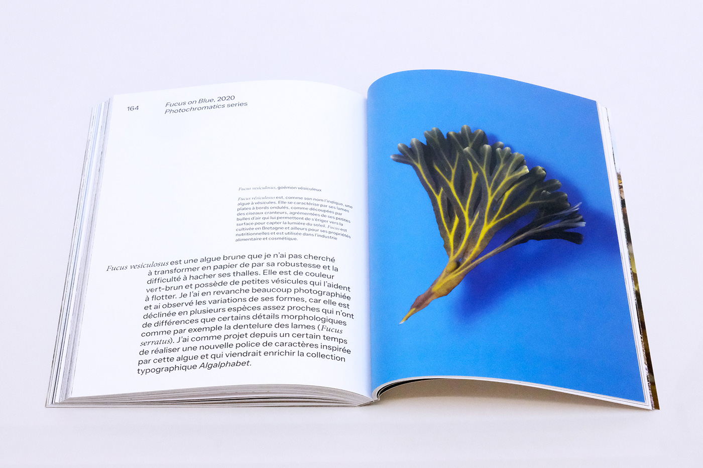 slanted-books-the-algae-paper-buch-material-nachhaltigkeit image 2
