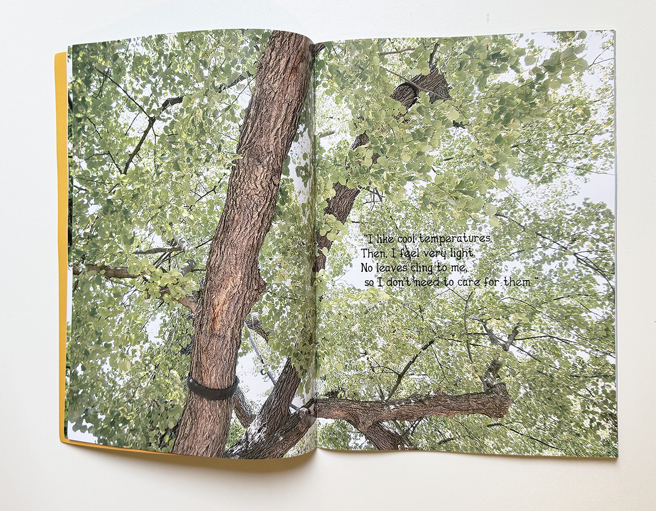 slanted-books-vol-4-trees-in-potsdam-buch-b-ume image 2